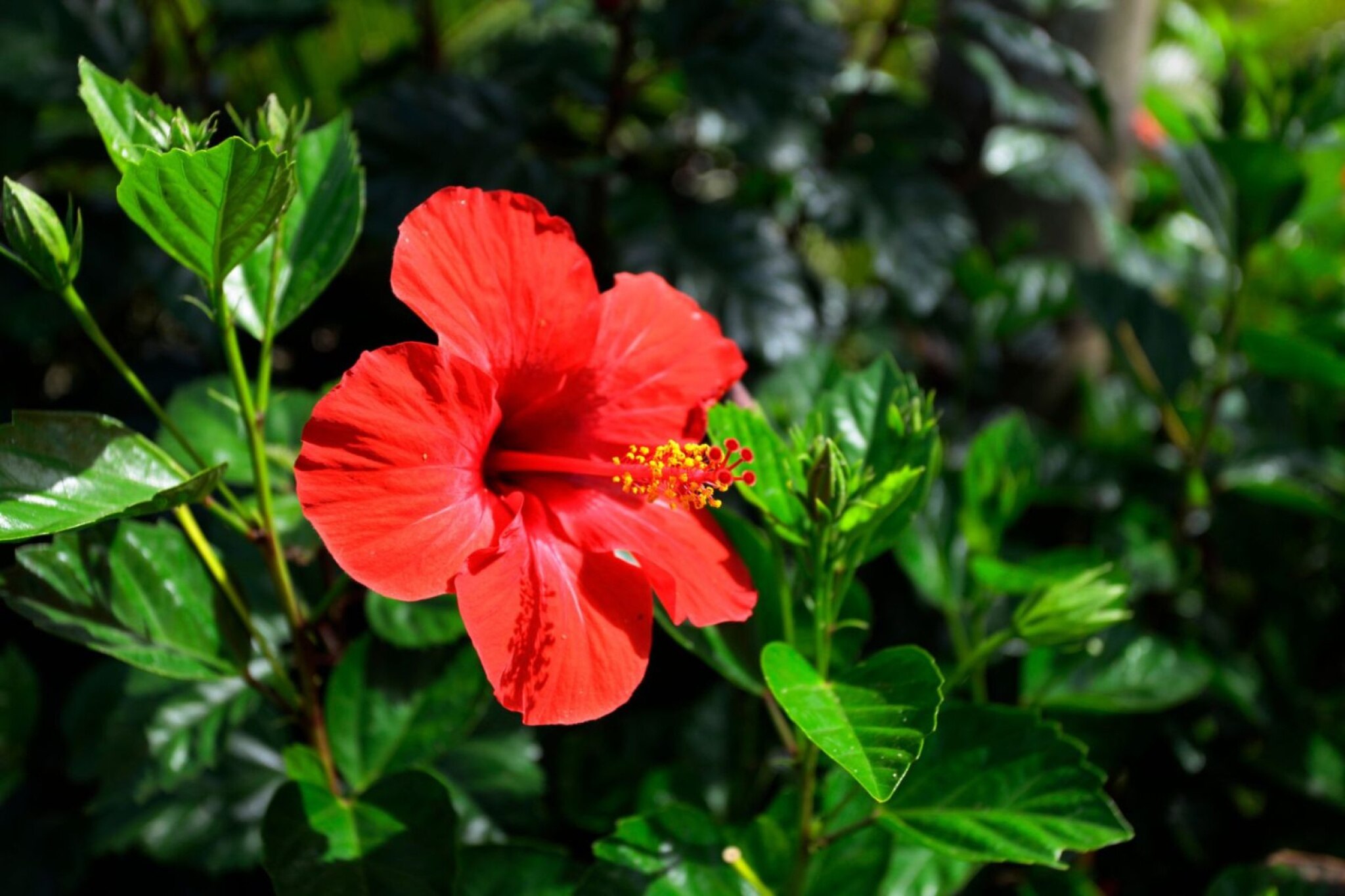 Guía de la vida silvestre de la Riviera Maya II