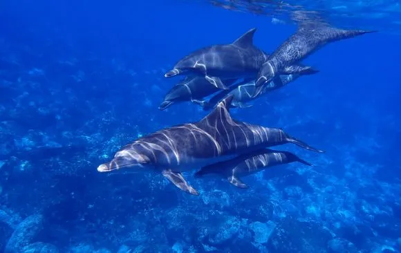 Avistamiento de cetáceos en Tenerife