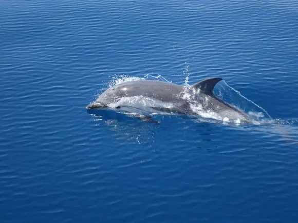 Avistamiento de cetáceos en Tenerife